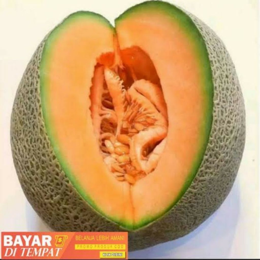 50 Biji Benih Melon Madu | Bibit Melon