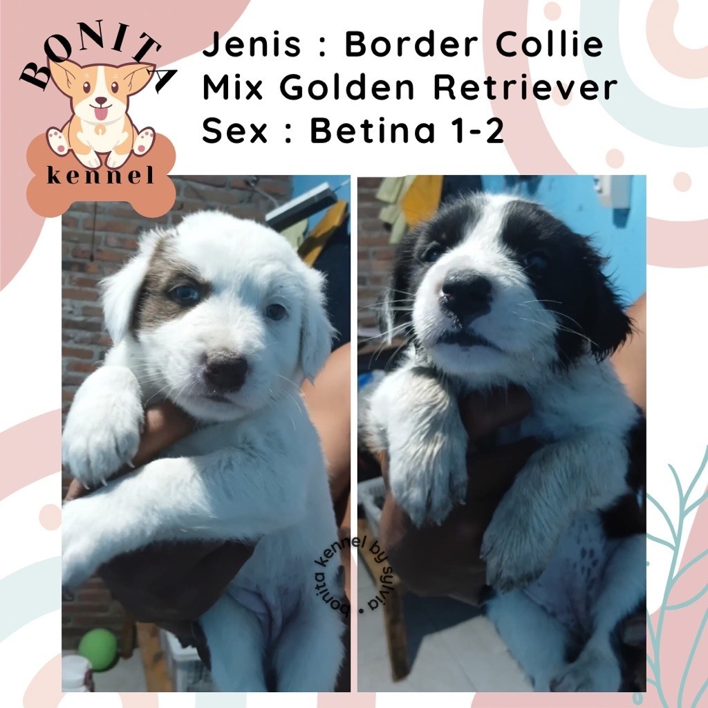 Border Collie Mix Golden Retriever Jantan Betina Anjing Collie Golden