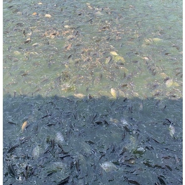 ikan nila fresh/frozen