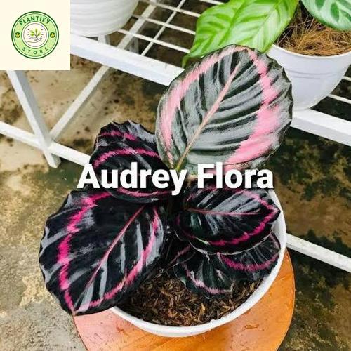 Tanaman Hias Calathea Pink Jessy - Calathea Pink