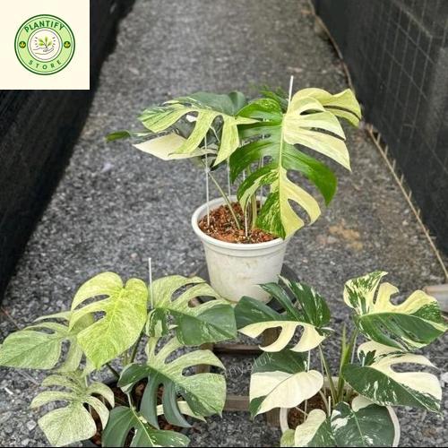 Tanaman hias monstera variegata mint - monstera mint