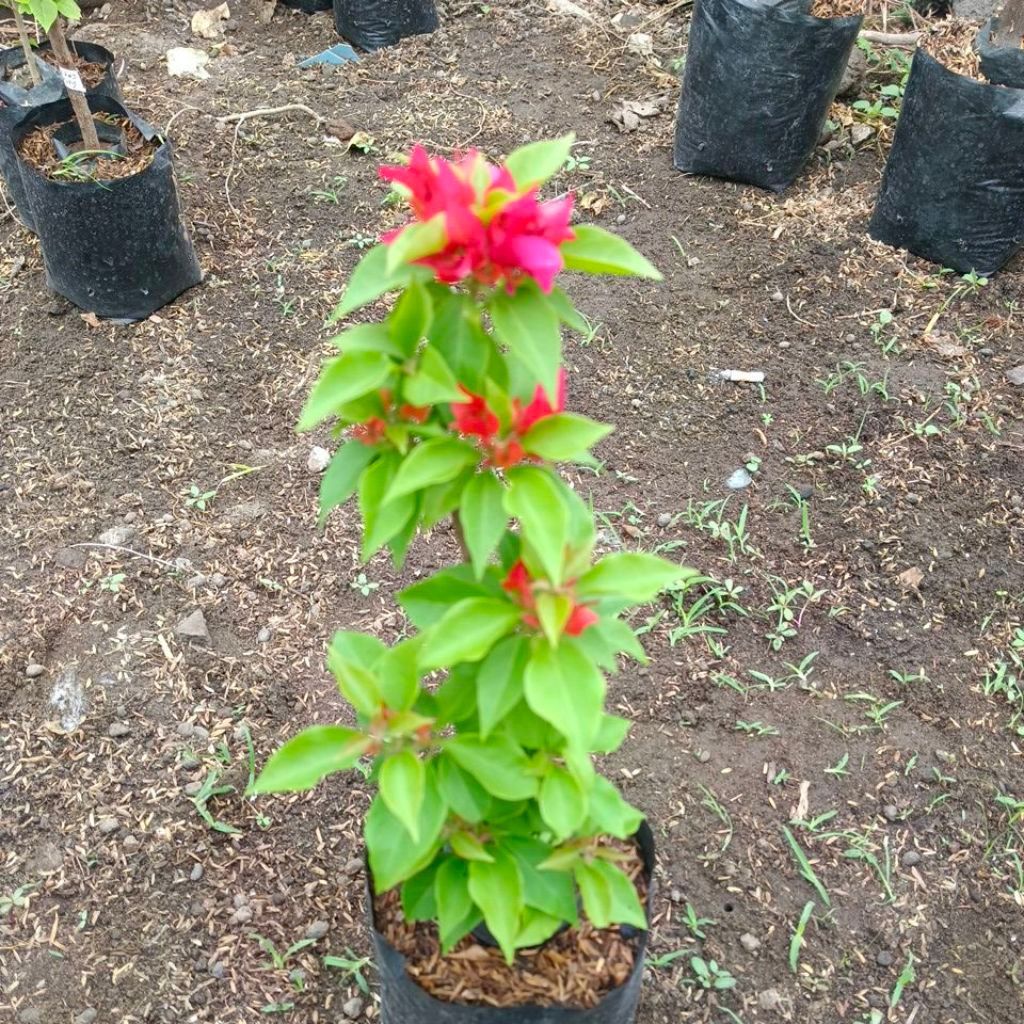 bogenvil em merah