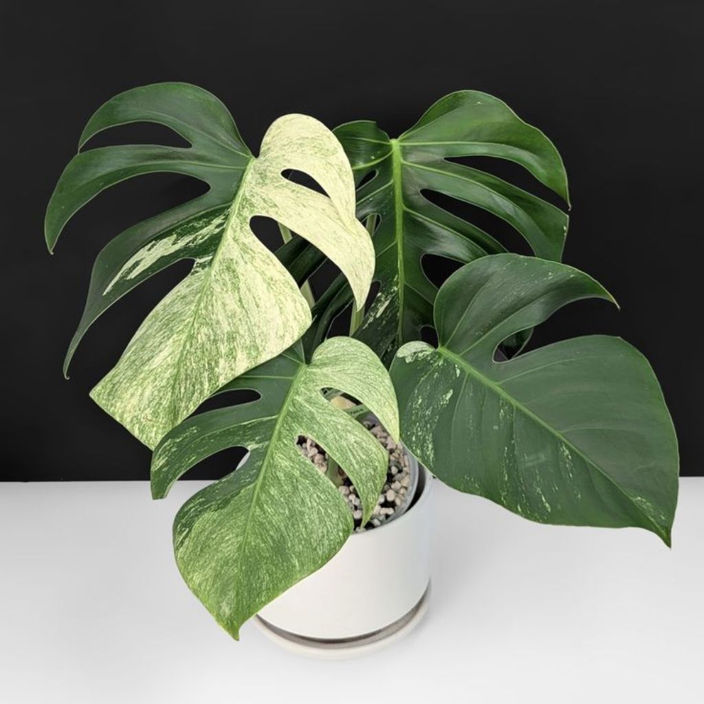 monstera jungle mint