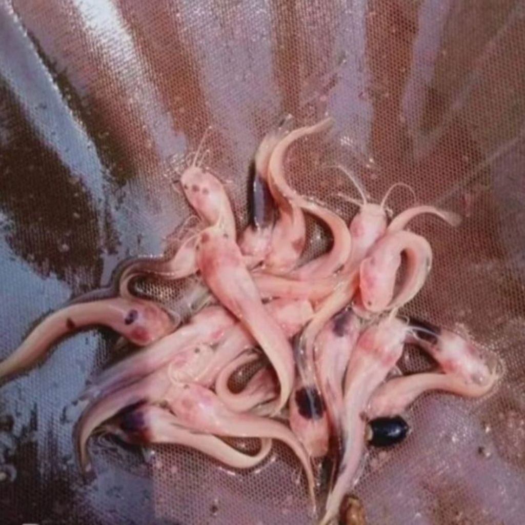 Bibit Ikan Lele Albino 6 Ekor