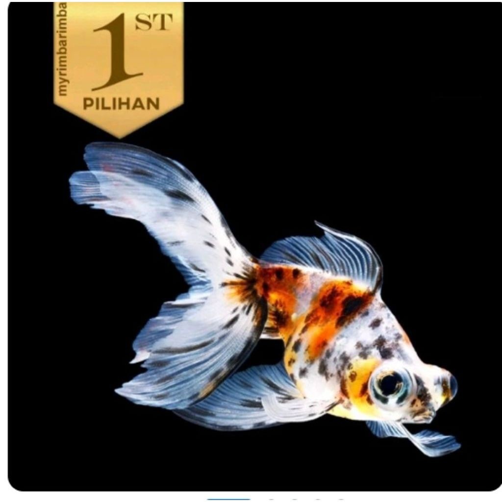 Ikan Mas Koki Buldog Multi Colour Hiasan Aquarium Tanaman Air Aquascape