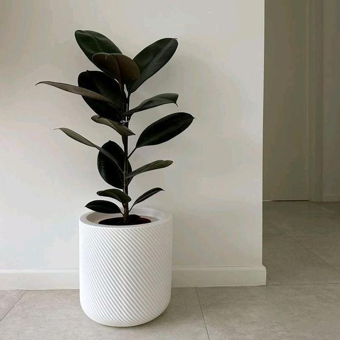 Gardener- Tanaman Hias Karet Kebo / Ficus Elastica Rubber Plant