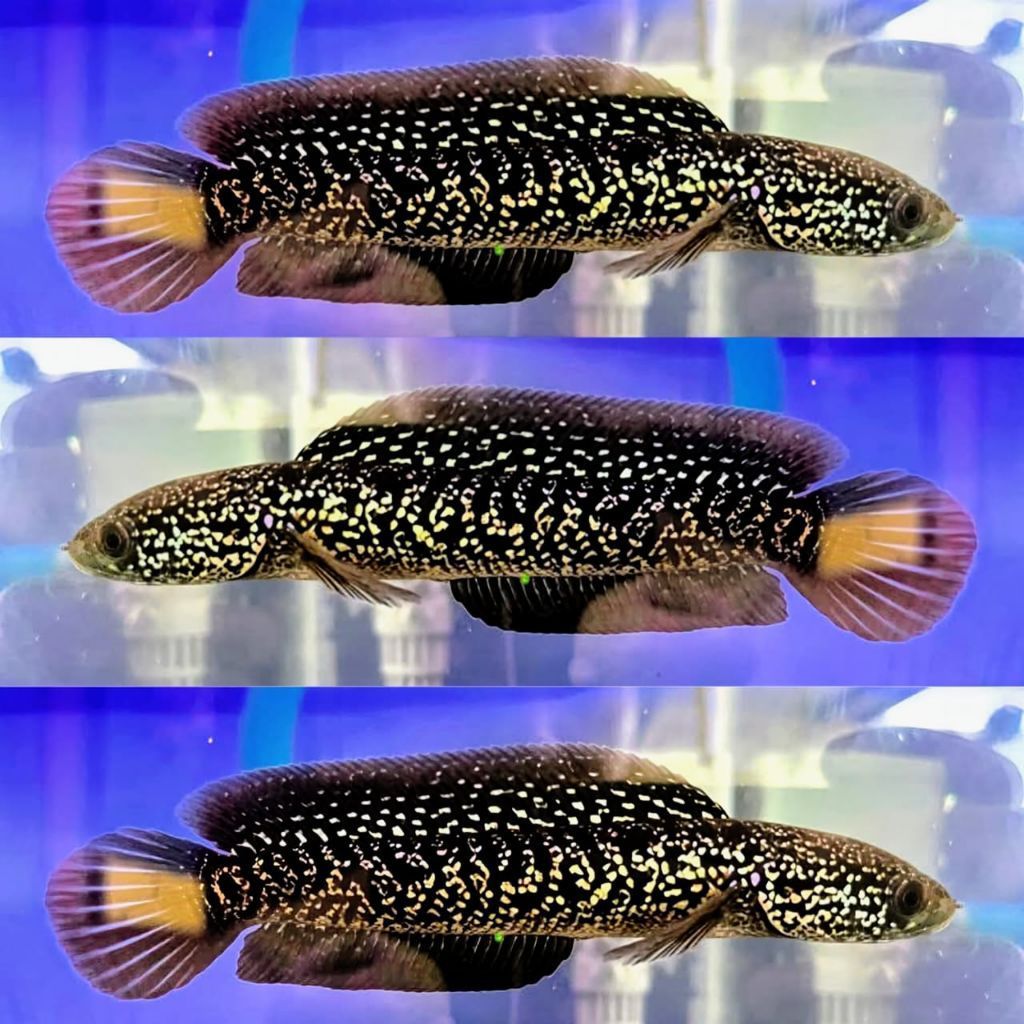 Channa Asiatica Rsp Kalimaya 8 10 Cm Chana Asiatica