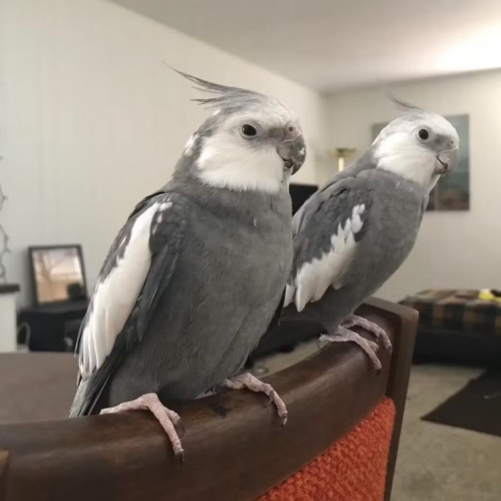 BURUNG FALK / PARKIT AUSTRALIA WHITE FACE