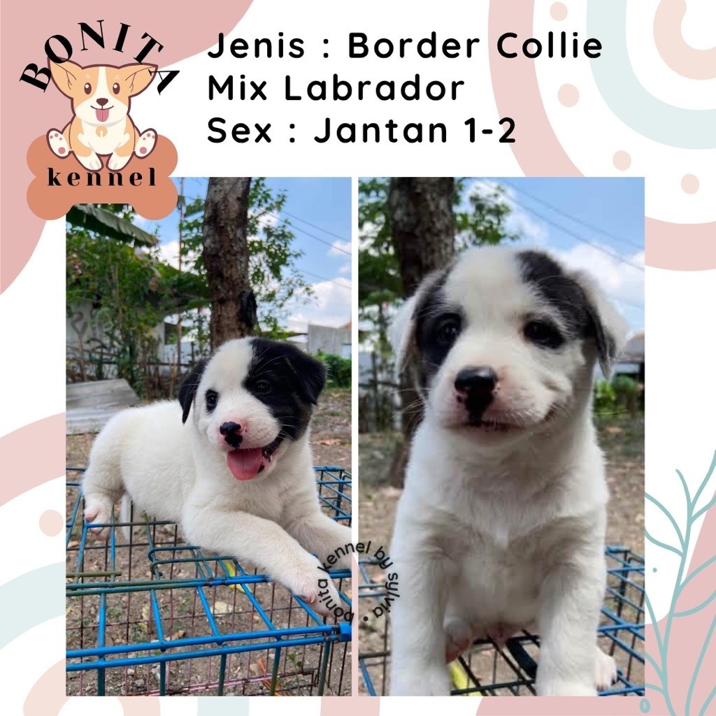 Border Collie Mix Labrador Anjing Border Collie Labrador Jantan Betina