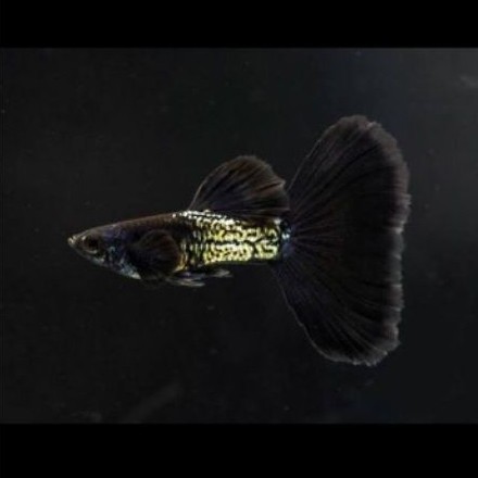 hiasan aquarium guppy mssbt