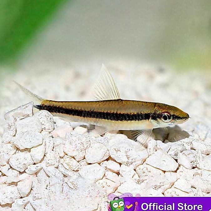 Arwana- Sae / Siamese Algae Eater / Pemakan Alga / Ikan Hias Air Tar