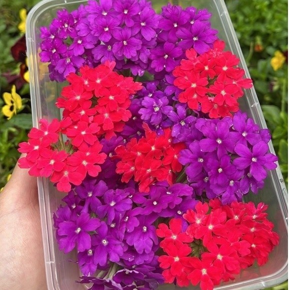 Verbena Edible Flower | garnish makanan | garnish minuman