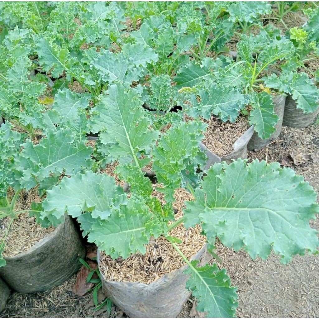 Pohon Kale Curly Tanaman Sayur Bibit Pohon Kale