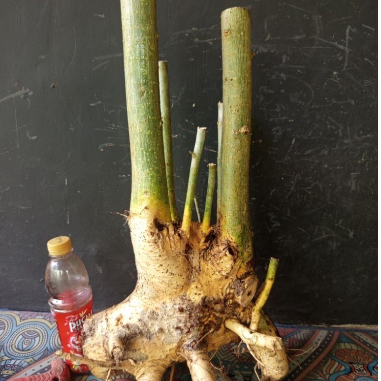 Bahan bonsai serut karakter istimewa besar
