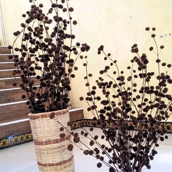 bunga pompom kering