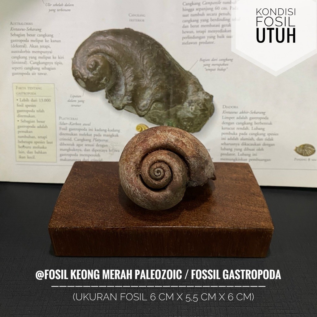 Fosil Keong Merah Paleozoic A35 atau Fosil Gastropoda atau Fossil Snail atau Fosil Kerang atau Fosil