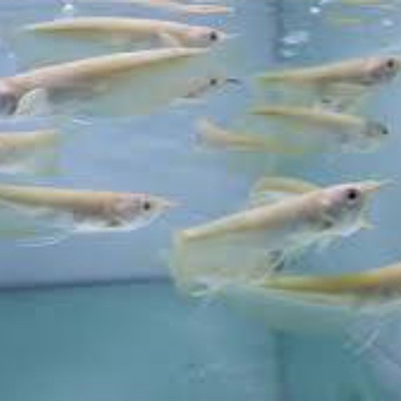 PELET ARWANA SILVER ALBINO KUNING