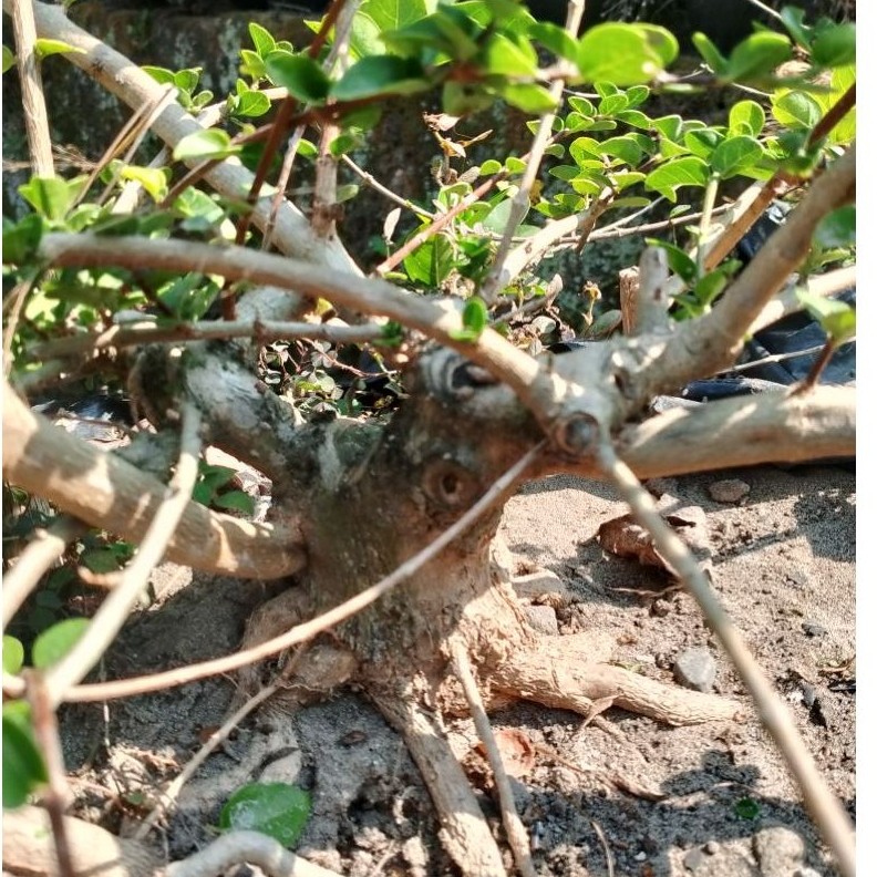 Bakalan bonsai Sancang besar , bonsai Sancang