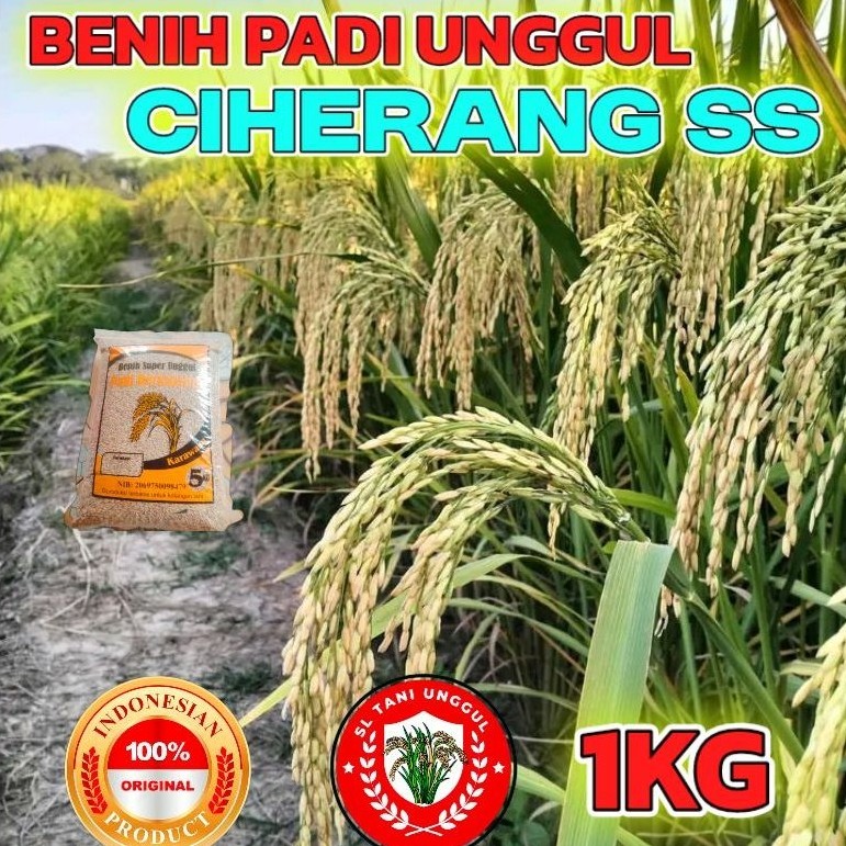 BENIH PADI UNGGUL BERKUALITAS CIHERANG SS KEMASAN 1KG