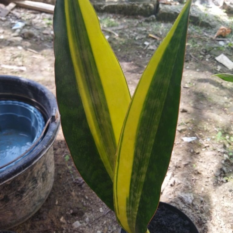 Sansivera aubrytiana variegata