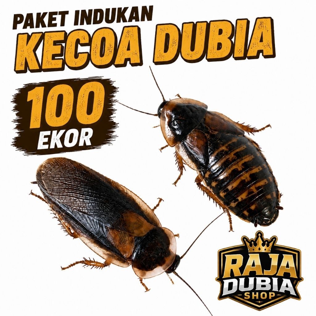 Paket Indukan Kecoa Dubia 100 Ekor untuk Peternakan budidaya Kecoa Dubia