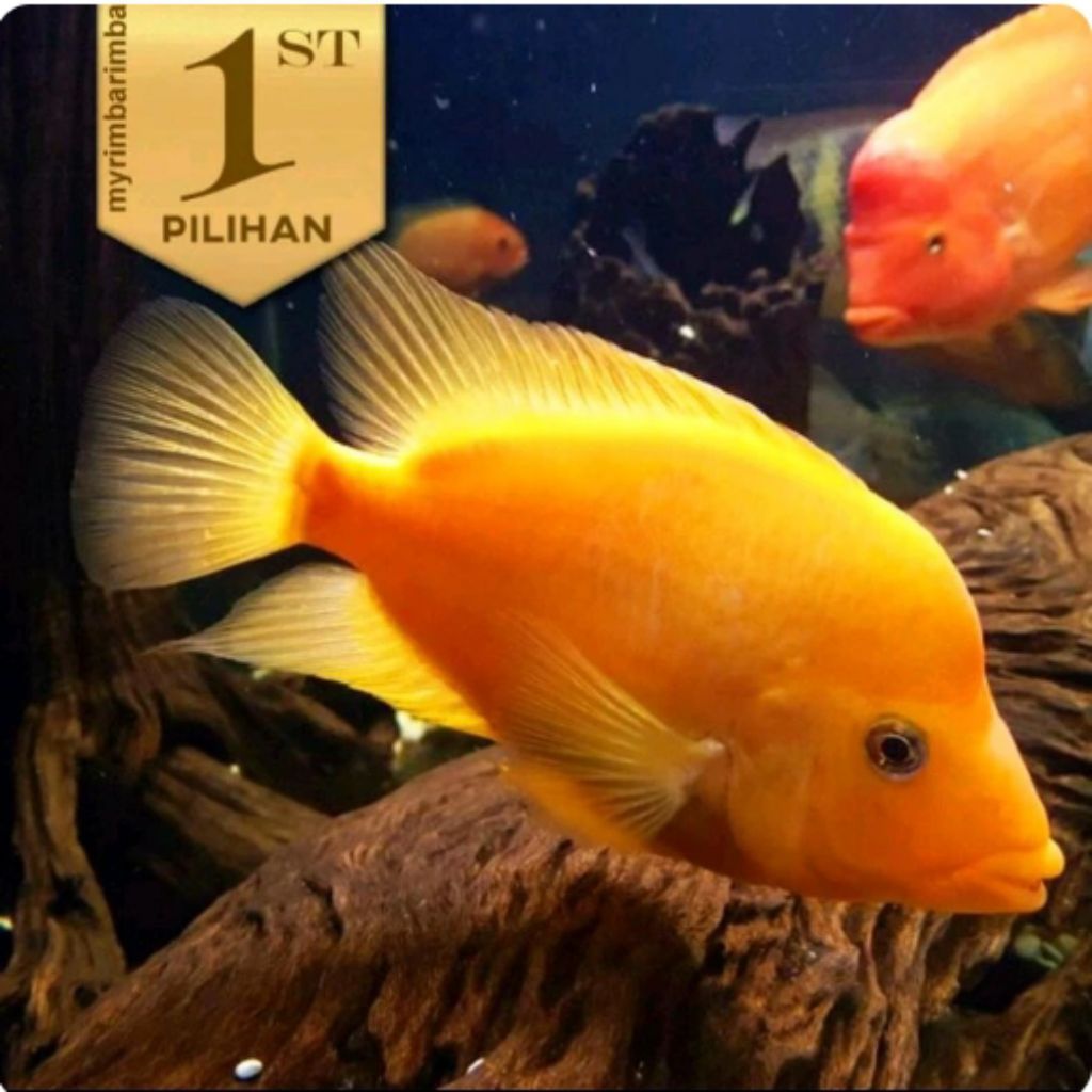 Red Devil Cichlid Ikan Hias Predator Hiasan Aquarium Tanaman Aquascape