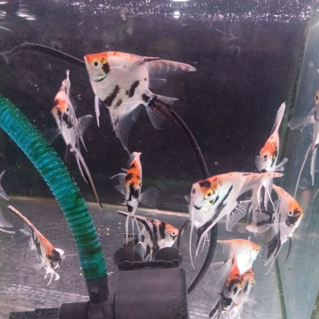 manfish