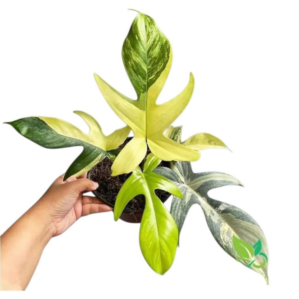 philodendron Florida ghost mint