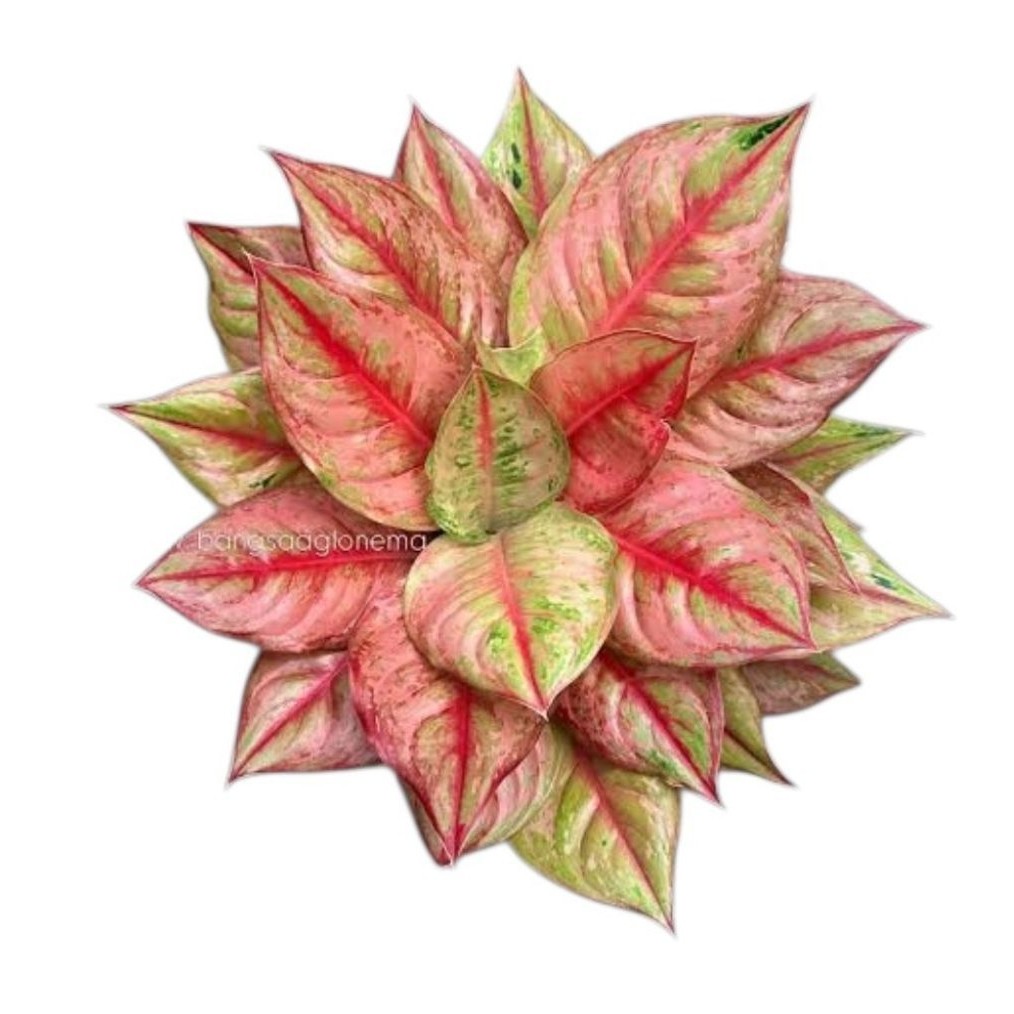 Aglonema LOD