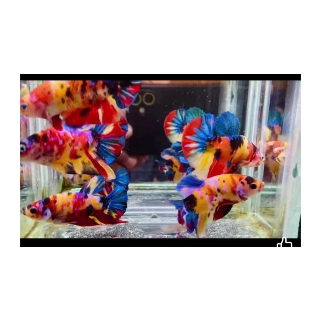 10 cupang multi yellow base kualitas bagus
