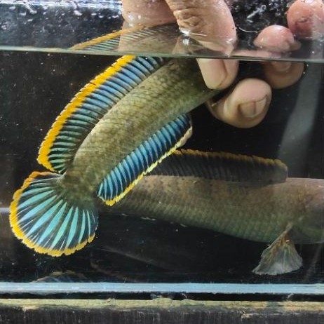 Moonlight Limbata Pair Siap Proven, uk 12-13 cm