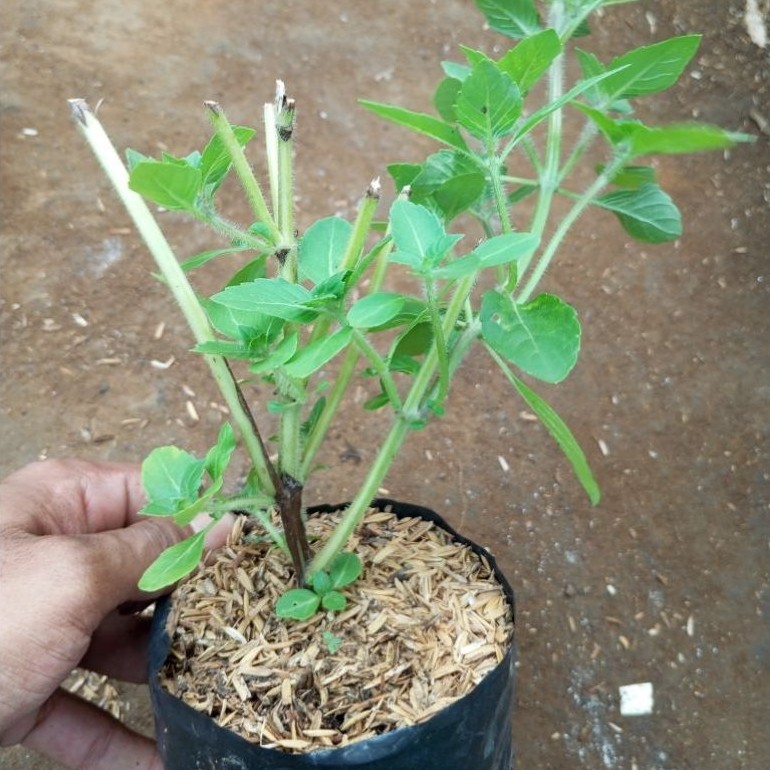 holy basil/tanaman herbal basil/holy basil