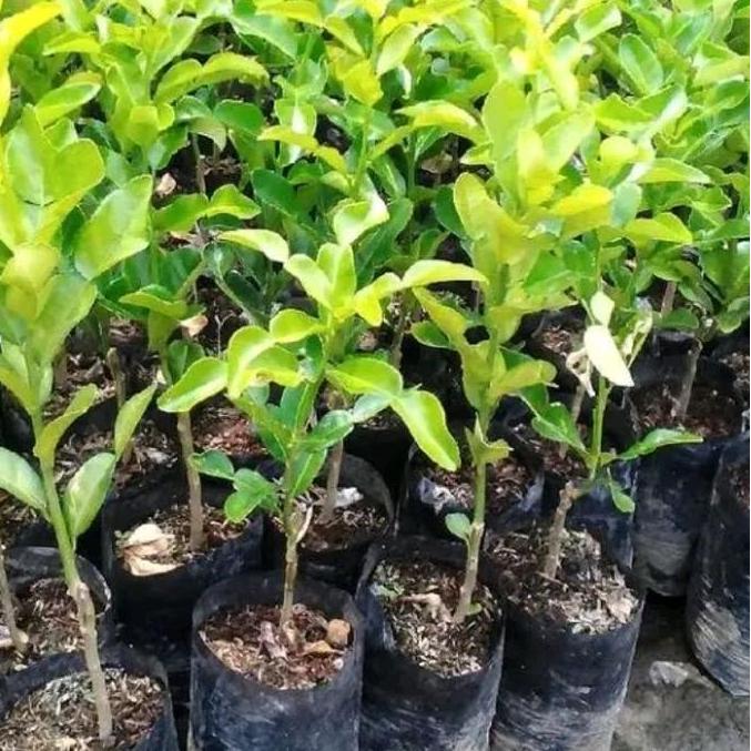Promo Bibit jeruk purut okulasi Bibit daun jeruk bibit daun jeruk bumbu masak unggulan Diskon