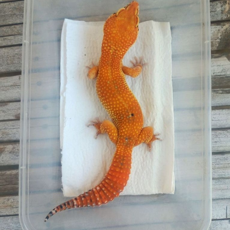 MAINAN GECKO SHTCTB ADULT SESUAI FOTO