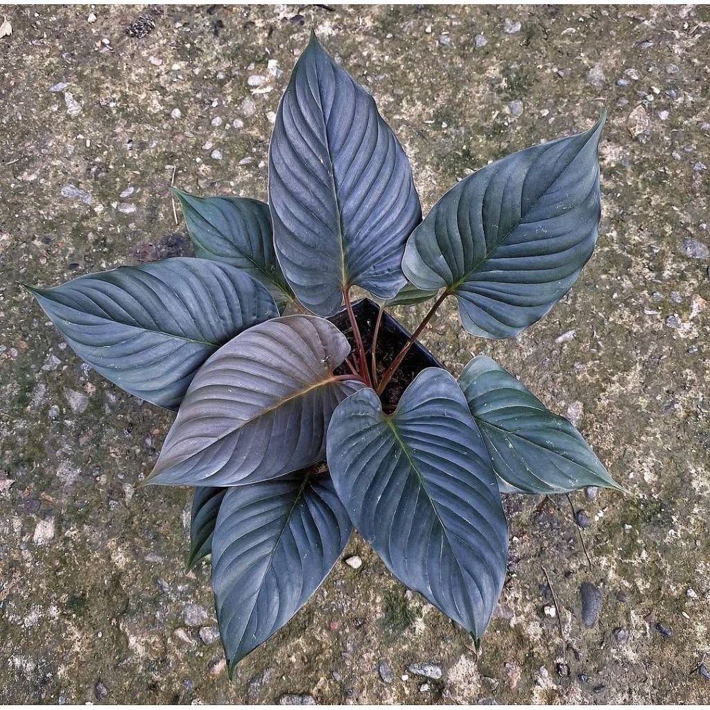homalomena black