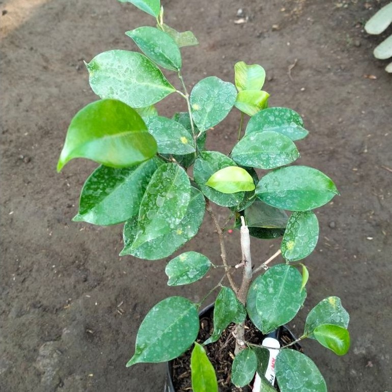 Beringin Iprik/Preh Bahan Bonsai Tinggi 30cm