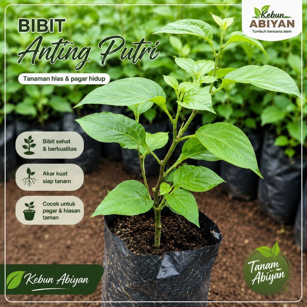 Bibit pohon Anting Putri/Bibit Anting Putri