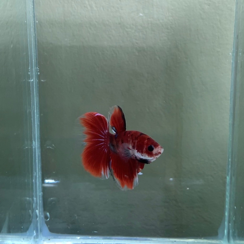 halfmoon multicolor
