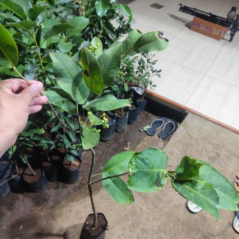 Jambu air petruk berbunga