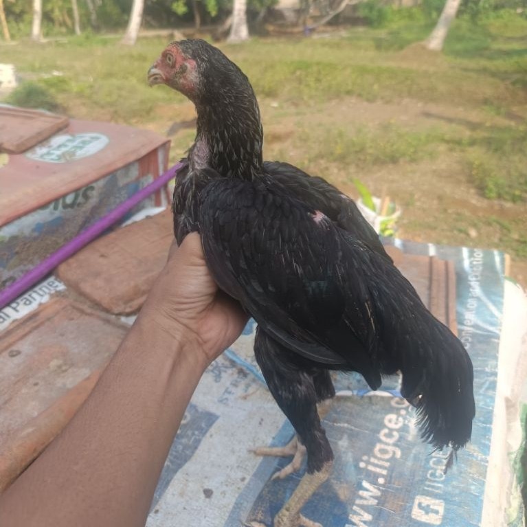 ayam trah pama iq