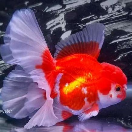 Ikan Mas Koki 15-17Cm Oranda Rw Rosetail