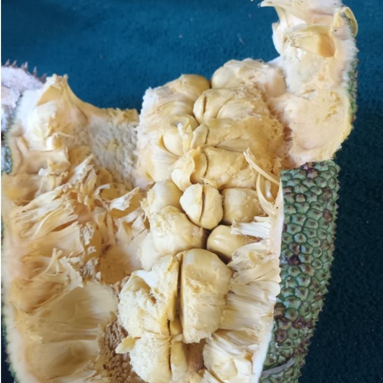 Cempedak Nangka cempedak