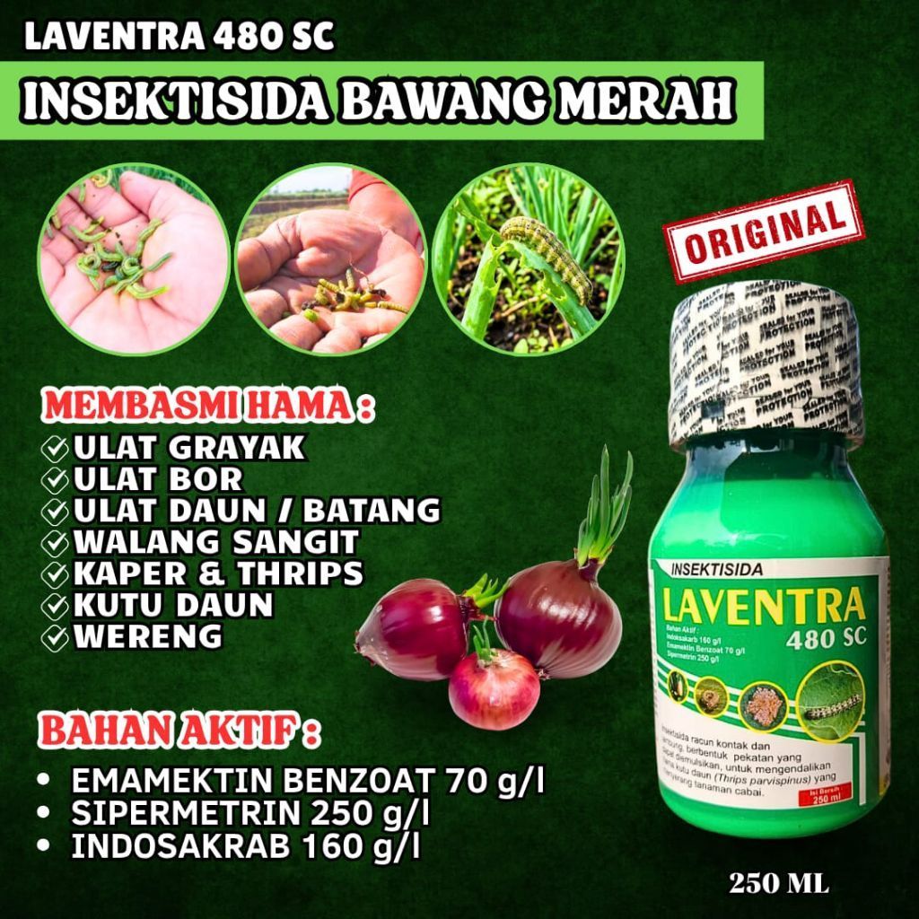 INSEKTISIDA LAVENTRA AMPUH MEMBASMI ULAT SAMPE TUNTAS