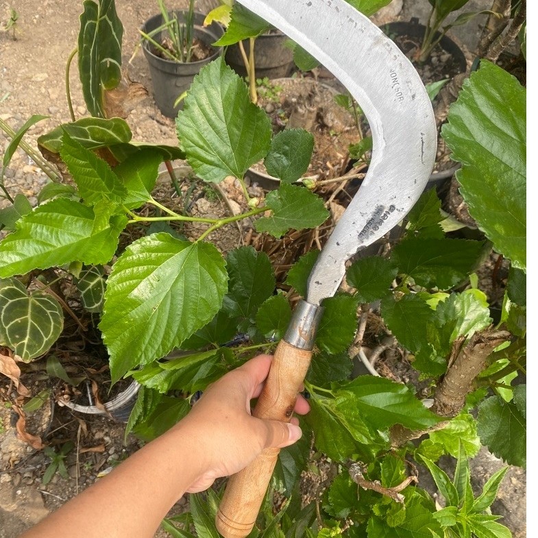 arit pemotong rumput dan pada cap arab ukuran besar empu dalangan wonosobo
