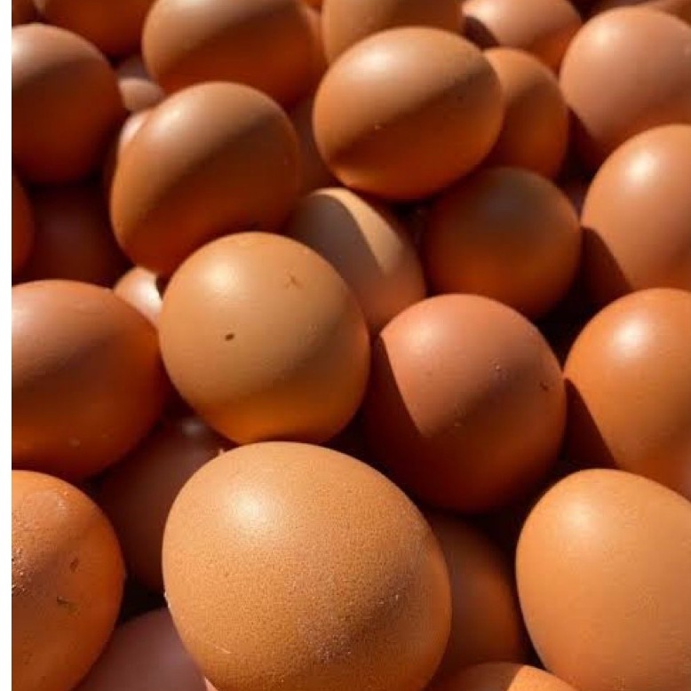 telor ayam cangkang coklat / telor murah/telor ayam