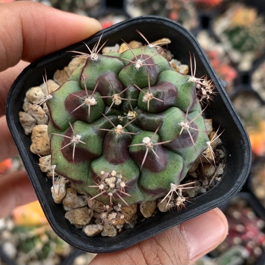 Hc1n gymnocalycium id thailand mihanovichii gymno miha hybrid mihanovichi kaktus  belajar tanaman hi