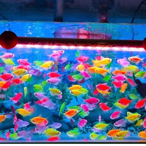 Hiasan Aquarium-Glowfish Tetra warna warni paket 20 ekor