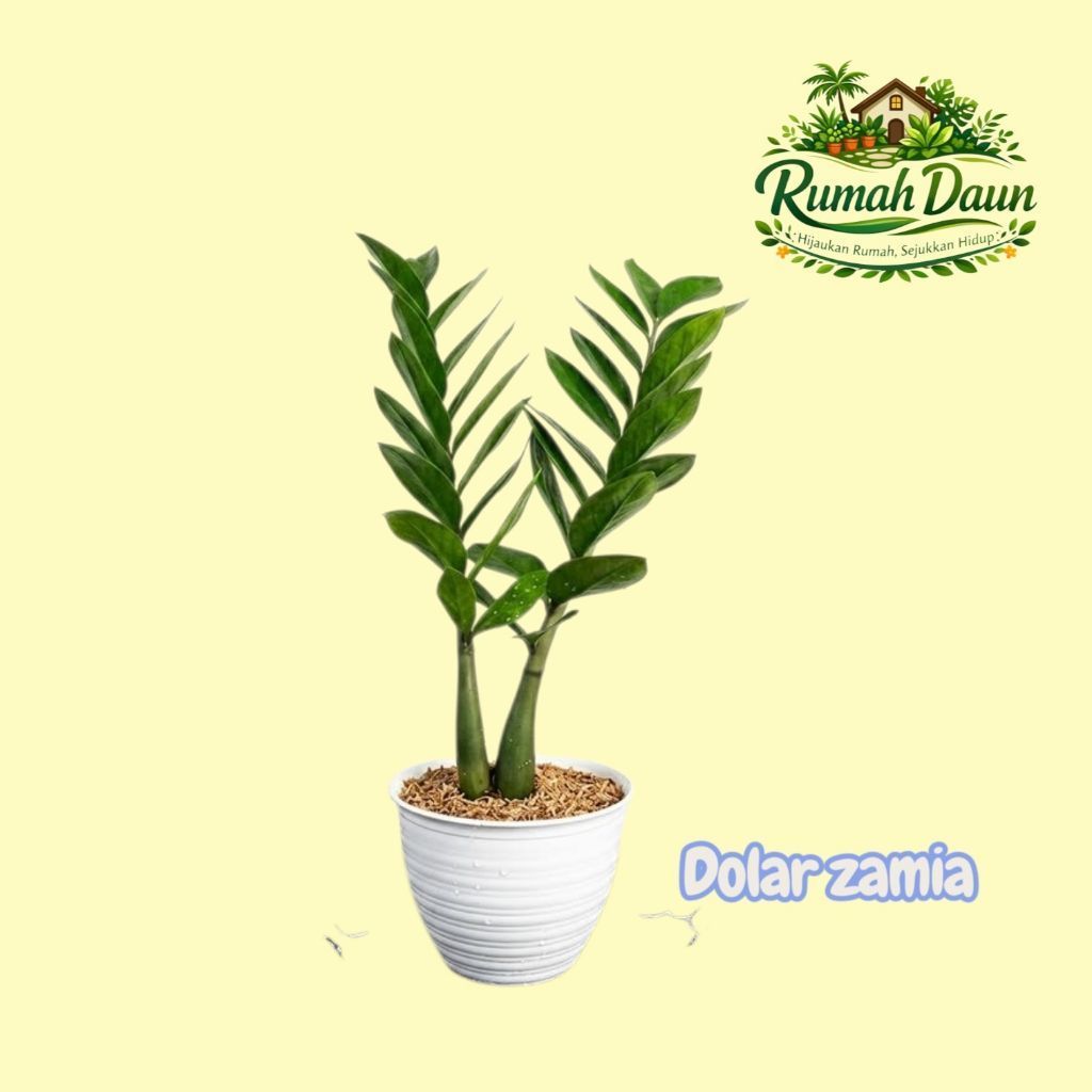 Tanaman Hias Dolar Zamia / ZZ Plant / Zamioculcas Zamiifolia / Pohon Dolar