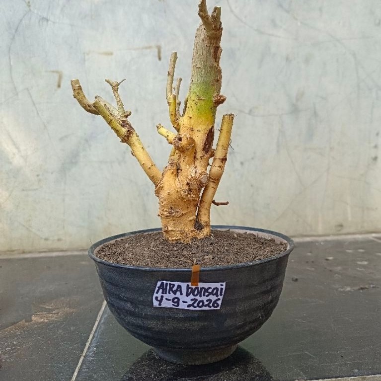 bahan bonsai serut  dongkelan