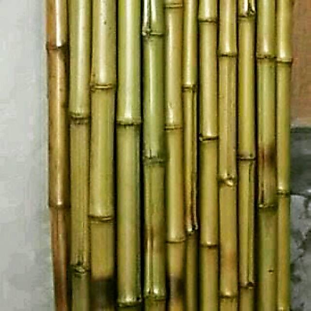 Bambu cendani lurus 10 Batang
